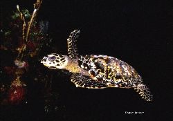 The one and only turtle ive ever seen on a night dive.Roa... by Shawn Jackson 